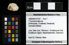 Foto (Objekt + Etiketten) von ? Goniodromites sp. 